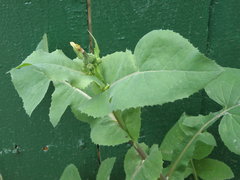 Sonchus oleraceus