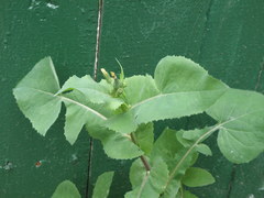 Sonchus oleraceus