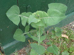 Sonchus oleraceus