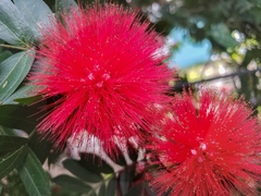 Calliandra haematomma