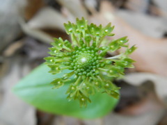 Malaxis unifolia