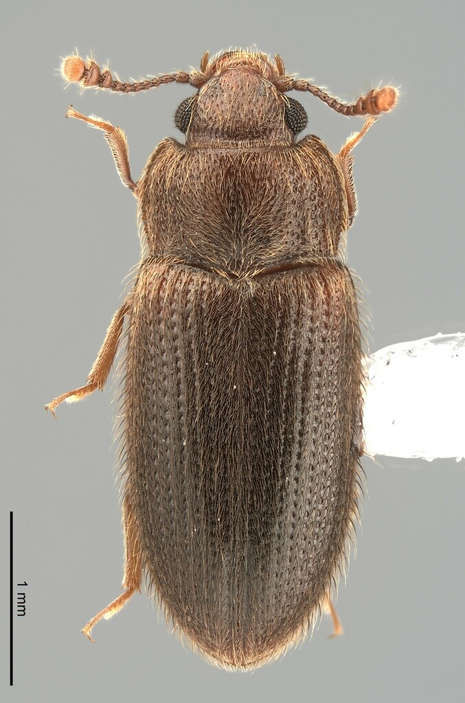 False Skin Beetles