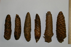 Picea × fennica
