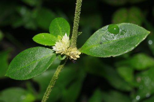 Alternanthera albotomentosa observed 2023-08-02