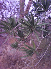 Forchhammeria watsonii