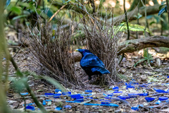 Satin Bowerbird photo 4