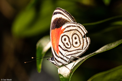 Diaethria clymena