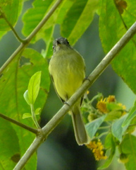 Leptopogon superciliaris