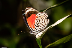 Diaethria clymena