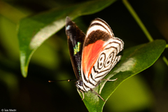 Diaethria clymena