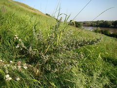 Echium italicum biebersteinii