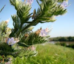 Echium italicum biebersteinii