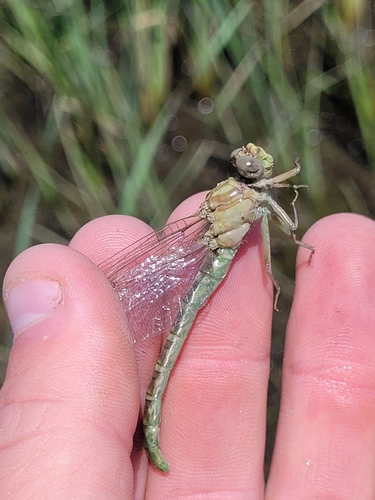 Olive Clubtail photo 3