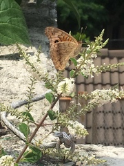 Junonia genoveva hilaris