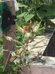 Junonia genoveva hilaris