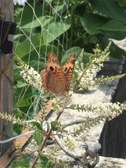Junonia genoveva hilaris