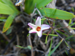 Oxalis pusilla