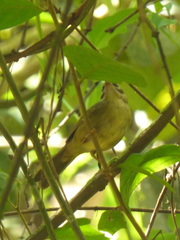 Basileuterus tristriatus