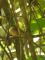 Basileuterus tristriatus
