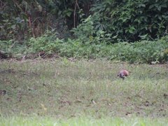 Phasianus colchicus formosanus