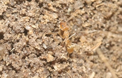 Iridomyrmex pallidus