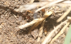 Iridomyrmex pallidus