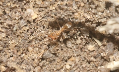 Iridomyrmex pallidus