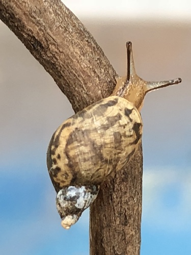 Succinea caduca observed 2018-02-04