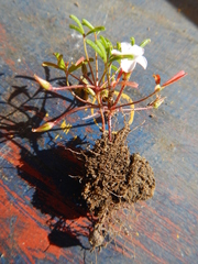 Oxalis pusilla
