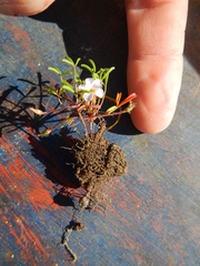 Oxalis pusilla