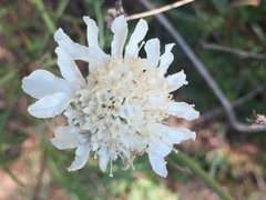 Pycnocomon rutifolium