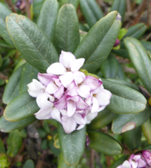 Daphne retusa