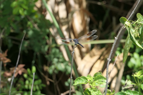 Photo of Four-spotted Pennant (Brachymesia gravida)