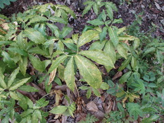 Dracunculus canariensis image