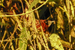 Cantorchilus nigricapillus