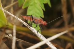 Leptocoris tagalicus