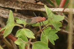 Leptocoris tagalicus