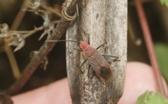 Leptocoris tagalicus