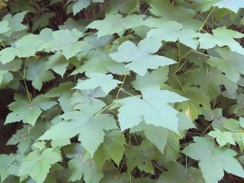 Rubus parviflorus
