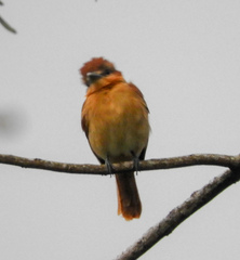 Pachyramphus cinnamomeus