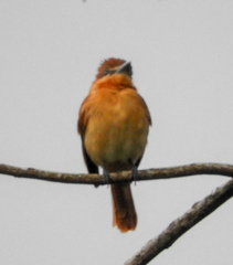 Pachyramphus cinnamomeus