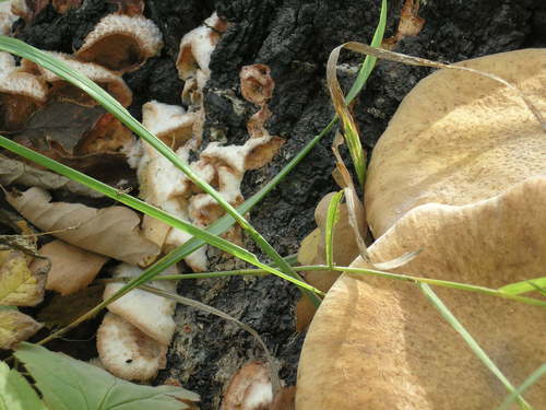 Phlebia tremellosus image
