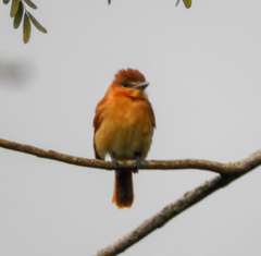 Pachyramphus cinnamomeus