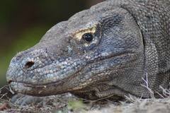 Varanus komodoensis
