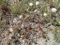 Microcodon glomeratus