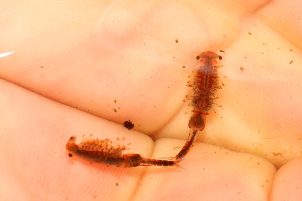 Chirocephalidae