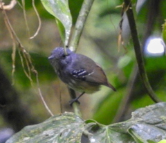Dysithamnus striaticeps