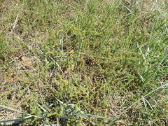 Aspalathus retroflexa bicolor