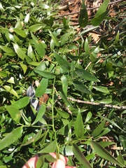 Danae racemosa