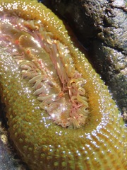 Image of Anthopleura elegantissima